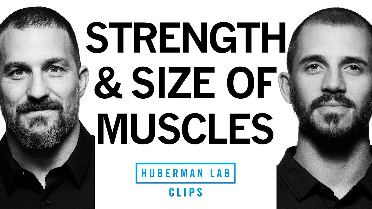 Building Strength vs Building Muscle Size (Hypertrophy) | Dr. Andy Galpin & Dr. Andrew Huberman